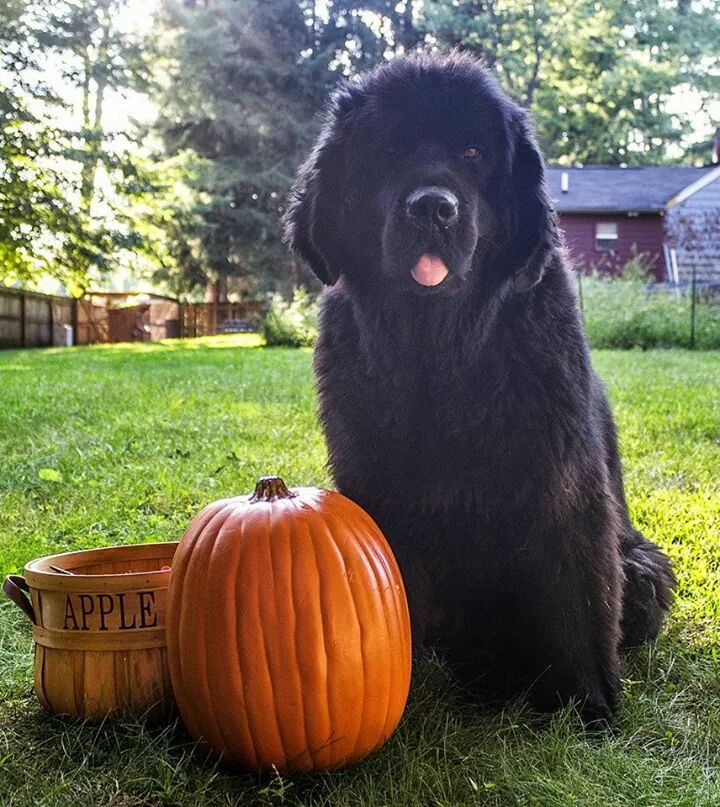 Pumpkin for your dogs