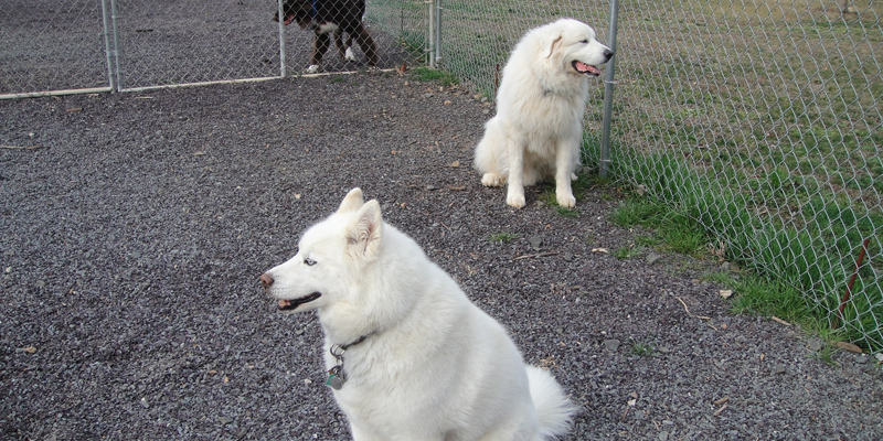 bear and charlie relaxing outside at pet resort